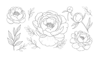 Delicate line peonies and leaves arranged a white peony flower floral botanical © Ali