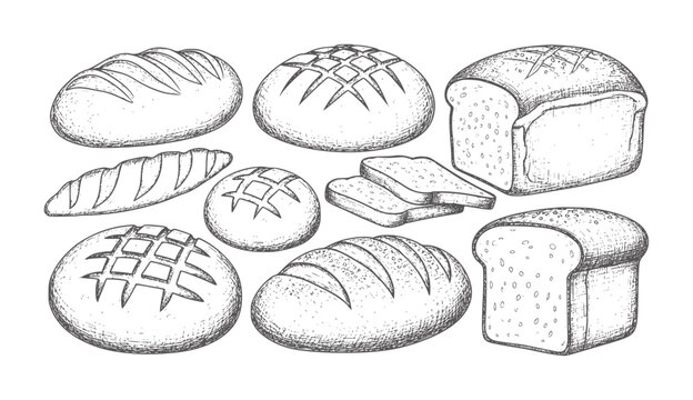 Hand drawn of various bread types white loaf baguette sliced round