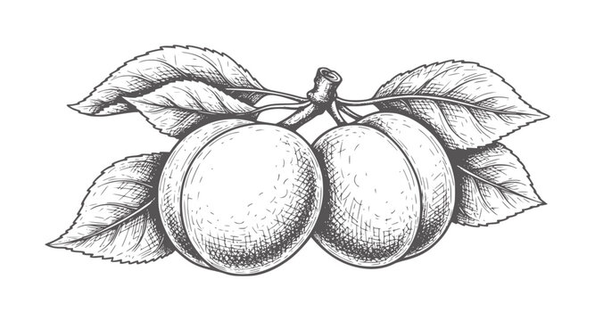Two ripe plums with leaves a branch in a vintage style fruit leaf food