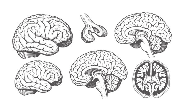 Vintage anatomical of human brains in various views anatomy medical science