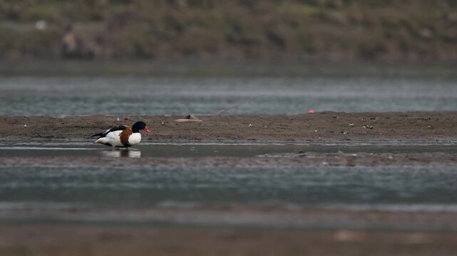 Tranquil freshwater atmosphere features common shelduck active pursuit