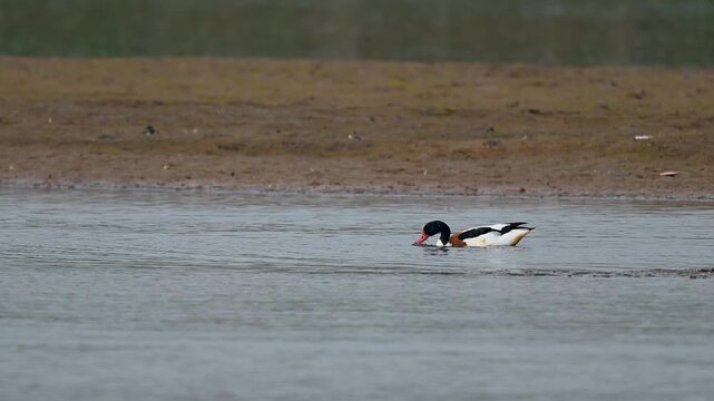 Common shelduck feeds while diving in river showing splashing movement strong posture balance underwater search and focused behavior