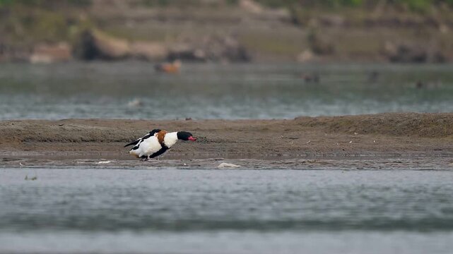 Riverside environment enhances common shelduck striking plumage contrast clearly