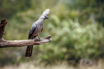 Obraz premium Grey go away bird standing on a log front view isolated in natural background in Kruger National park, South Africa ; Specie Corythaixoides concolor family of Musophagidae