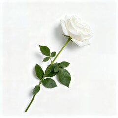 Obraz premium Single Elegant White Rose with Long Stem and Fresh Green Leaves on White
