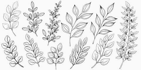 Delicate botanical illustration featuring various sketched leaf and branch arrangements