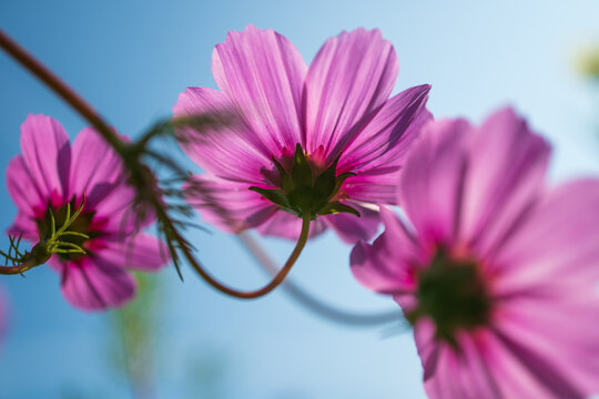 Pink Cosmos Flowers in Full Bloom Against a Soft Blue Sky