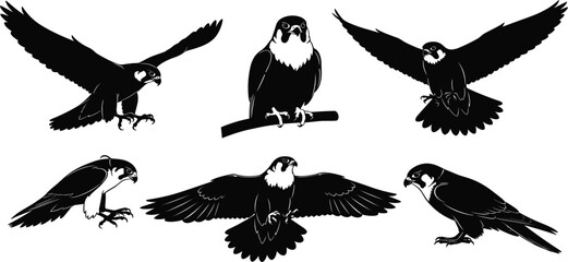 Obraz premium Falcon Silhouette Set with Flying and Perched Birds of Prey Black Raptor Collection for Wildlife Logos, Mascots, Tattoo Designs, and Nature Illustration Projects