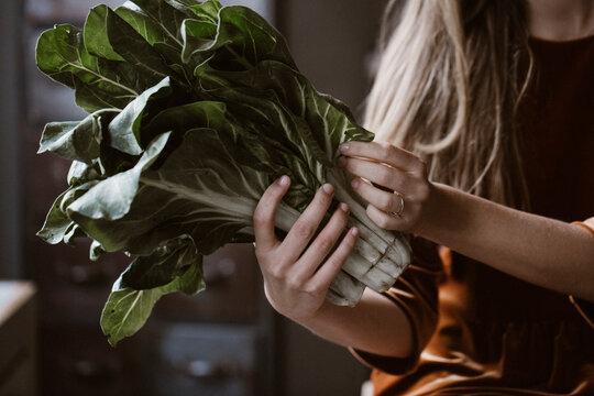 Hands of woman holding chard