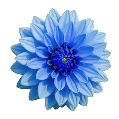 Fototapeta premium A vibrant blue dahlia flower with delicate petals and a bright center. isolated on transparent background