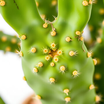 Bunny ear cactus close-up; green pads dotted with yellow glochids against white