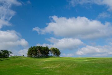 Obraz premium Hillside landscape with a small grove under blue sky in Wakkanai, Hokkaido, Japan