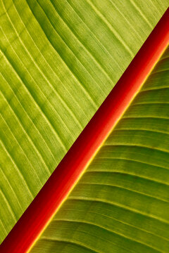 Macro of banana leaf