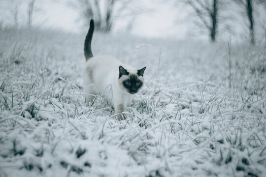 Siamese cat walking on snowy meadow