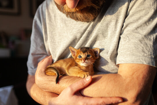 Tiny ginger kitten cradled in bearded man's arms in warm natural light. Tenderness, protection, petcare, companionship and home comfort.