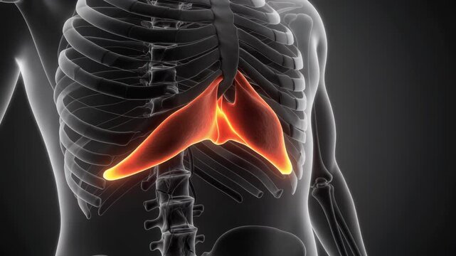 Anatomical illustration of the human diaphragm highlighted in red.