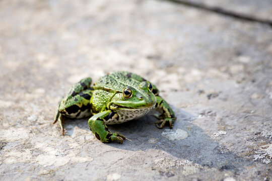 Common water frog on a wall