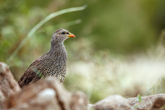 Natal francolin portrait in blur foreground  in Greater Kruger National park, South Africa ; Specie Pternistis natalensis family of Phasianidae