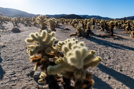 USA, California, Cholla cacti in Joshua Tree National Park