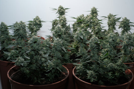 Mature cannabis clones grow in pots. Cultivation method SOG (Sea of green)