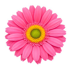 A vibrant pink gerbera daisy with a bright yellow center in full bloom