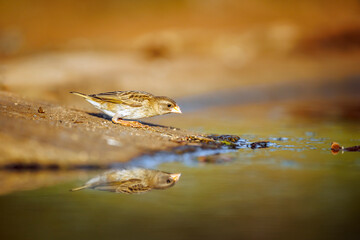 Red-billed Quelea standing along waterhole with reflection in Greater Kruger National park, South Africa ; Specie Quelea quelea family of Ploceidae