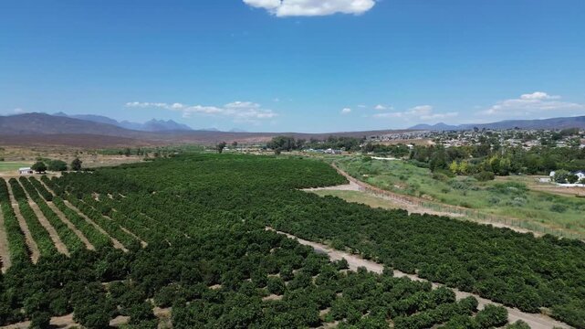 Low POV Camera panning left to right over fruit tree orchards and the road leading into the town of Clanwilliam and the main road with mountains on the horizon. It is Famous for Rooibos tea.