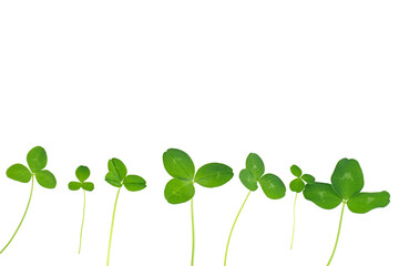 Leaves of green clover isolated on a white background