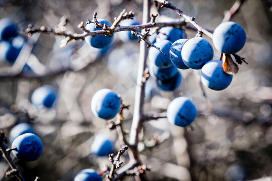 berries of blackthorn, Sierra de Sevil ,Sobrarbe, Province of Huesca, Autonomous Community of Aragon, Pyrenees Mountains, Spain, europe