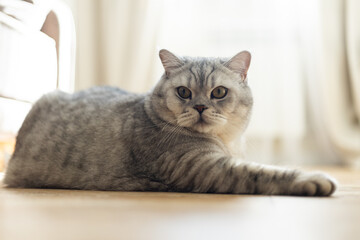 Naklejka premium British Shorthair cat with silver tabby coat resting on a wooden floor indoors