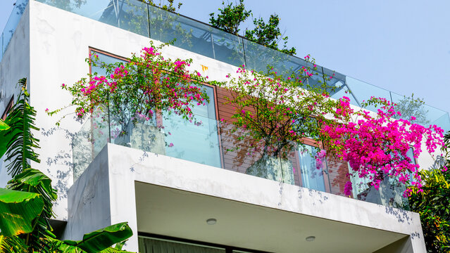 Bougainvillea cascading over balcony of modern house exterior