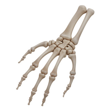 Detailed skeletal structure of a human hand with visible bones and phalanges isolated on white background, illustration