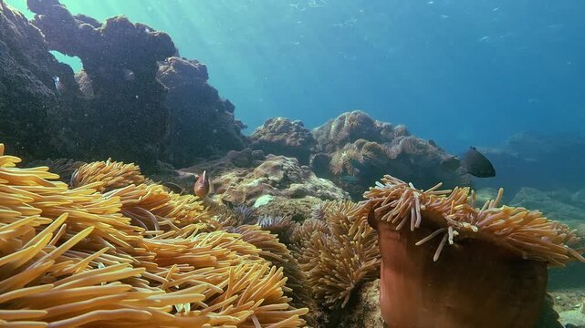 Underwater exploration reveals exotic fish swimming above a vibrant anemone colony. Sunlight filters through clear blue water, showcasing diverse marine life in the tropical Indian Ocean