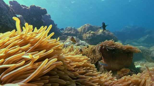 Underwater exploration reveals exotic fish swimming above a vibrant anemone colony. Sunlight filters through clear blue water, showcasing diverse marine life in the tropical ocean