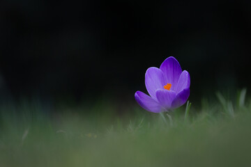 Un crocus en fleur © Pascal