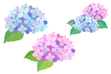 水彩風のアジサイのイラストセット 梅雨のベクター素材