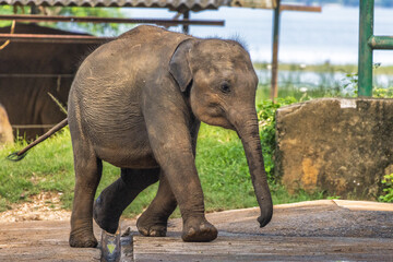 Fototapeta premium Adorable baby pachyderm with big floppy ears and long trunk takes a gentle stroll outdoors near water. Elephant Transit Home in Udawalawe National Park in Sri Lanka, Asia.
