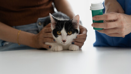 Veterinarian Treating Cat with Health Check and Vaccine at Clinic