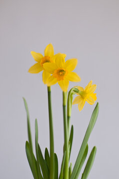 Narzissen