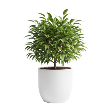 Ficus benjamina plant in a white pot