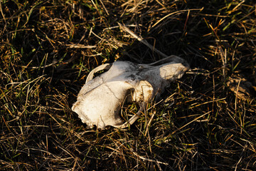 Obraz premium Old animal skull lying in dry grass. Concept of life and death, nature's cycle and wildlife biology. Sinister or gothic atmosphere in nature.