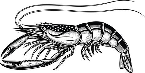 Detailed lobster seafood illustration, marine crustacean with claws and antennae, black white engraving style ocean animal isolated background