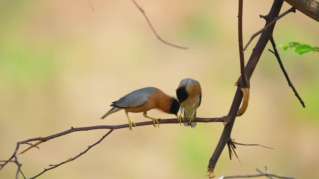 Brahminy Starling is a superb looking bird at close range. beautiful bird Brahminy Starling, on branch take of Thailand