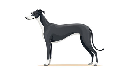 Fototapeta premium Greyhound Dog Flat Icon Isolated On White Background