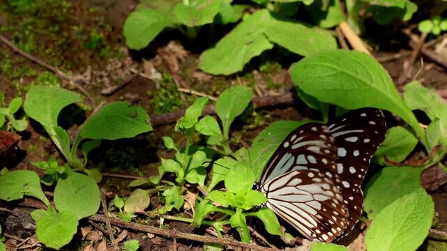 A realtime closeup wildlife video showing a Glassy tiger butterfly (Parantica aglea) puddling on moist ground during a calm winter morning in Himachal Pradesh, India.