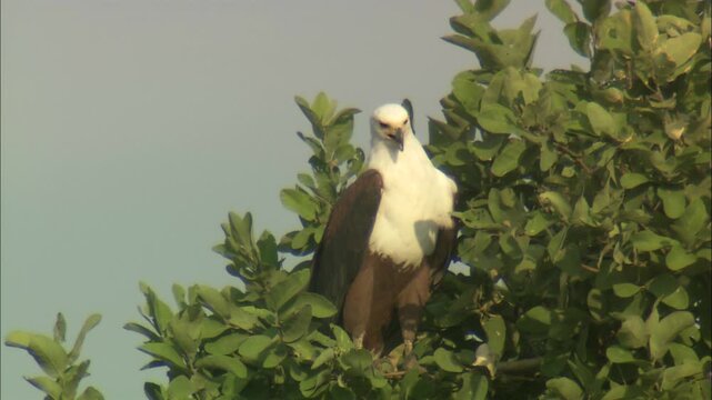 African Fish Eagle (Icthyophaga vocifer) sitting on tree top looking around hunting