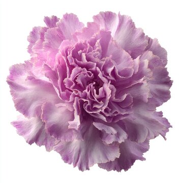 Vibrant purple carnation bloom