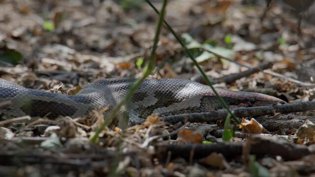 Indian Rock Python partially hidden in dry grass and leaf litter within woodland terrain.