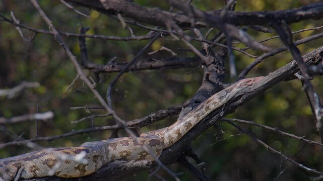 Indian Rock Python stretched across forest branch showing calm reptile behavior in natural woodland setting.