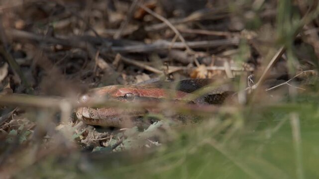 Indian Rock Python lying among dry vegetation and fallen leaves in natural woodland habitat.